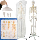 Anatominis žmogaus skeletas - 180 cm