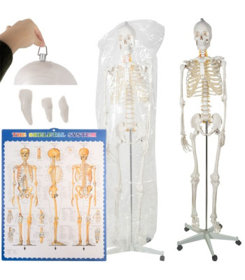 Anatominis žmogaus skeletas - 180 cm
