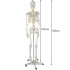 Žmogaus skeletas – 170cm Malatec 22583