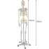 Anatominis žmogaus skeletas - 180 cm