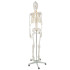 Anatominis žmogaus skeletas - 180 cm