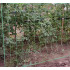 Augalų palaikymo tinklas 2x20 m