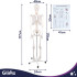 Anatominis žmogaus skeleto modelis Glimz 170 cm