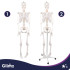 Anatominis žmogaus skeleto modelis Glimz 170 cm