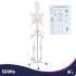 Anatominis žmogaus skeleto modelis Glimz 170 cm