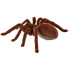 Nuotoliniu būdu valdomas tarantulas