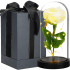 Springos® LED Lempa