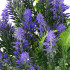 Dirbtinės Gėlės su Violetiniais Žiedais