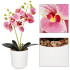 Dirbtinė orchidėja