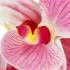 Dirbtinė orchidėja