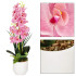 Dirbtinė orchidėja žaliai balta rožinė