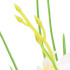 Mėgstama dirbtinė orchidėja