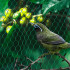Apsauginis tinklas augalams