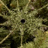 Dirbtinė eglutė Springos CT0207, natūrali eglė, 240 cm