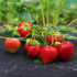Agrotekstilė nuo piktžolių Springos AG0023, 50 g/m², 3,2 × 10 m