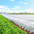 Žieminis agrotekstilas, Springos, baltas, 17 g/m², 50 × 3,2 m, AG0009