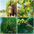 Tinklas nuo paukščių, Springos AB0001, 5 x 50 m