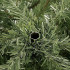 Kalėdinė eglutė ant natūralaus kamieno Springos CT0127 180 cm