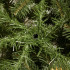 Dirbtinė kalėdinė eglutė Premium Royal Trees, Kaukazo eglė, su mediniu stovu Springos CT0185, 150 cm