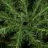 Dirbtinė kalėdinė eglutė Premium Royal Trees, CT0195, 220 cm