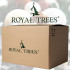Dirbtinė kalėdinė eglutė su mediniu stovu, Premium Royal Trees, Springos CT0194, 180 cm