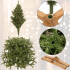 Dirbtinė kalėdinė eglutė Premium Royal Trees, Kaukazo eglė, su mediniu stovu – Springos CT0187, 220 cm