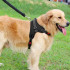 Reguliuojamos nespaudžiančios šuns petnešos, juodos, Springos PA0304, M dydis, 19–35 kg