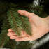 Springos dirbtinė kalėdinė eglutė Scandinavian Spruce, žalia, CT0265, 150 cm