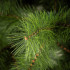 Springos „Nordic Pine“ dirbtinė Kalėdų pušis, žalia, CT0278, 210 cm