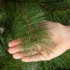 Springos „Nordic Pine“ dirbtinė Kalėdų pušis, žalia, CT0278, 210 cm