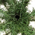 Dirbtinė Kalėdų eglutė „Žalioji balteglė“, Springos, 250 cm, CT0280
