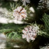 Springos Diamond Pine dirbtinė kalėdinė eglutė su sniego efektu, žalia – 180 cm, CT0292