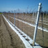 Agroaudinys 70 g 1,6x100 m baltas UV