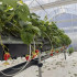 Agroaudinys 70 g 1,6x100 m baltas UV