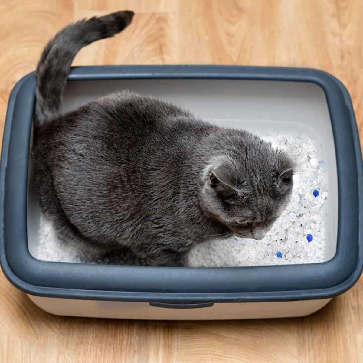 Silikoninis kraikas katėms 1,5 kg