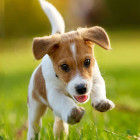 Diamentinio Siuvinėjimo Mozaikos Rinkinys 5D 10