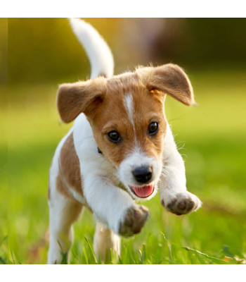 Diamentinio Siuvinėjimo Mozaikos Rinkinys 5D 10