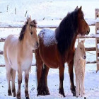 Diamentinis Tapybos Rinkinys 5D 136