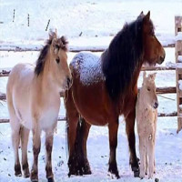 Diamentinis Tapybos Rinkinys 5D 136