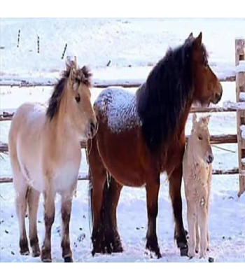 Diamentinis Tapybos Rinkinys 5D 136