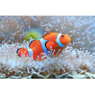 Deimantinis siuvinėjimas Mozaika Rinkinys 5D