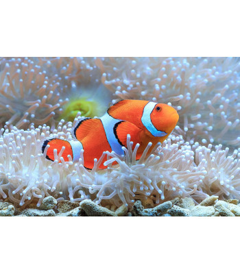 Deimantinis siuvinėjimas Mozaika Rinkinys 5D