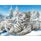 Diamond Painting Haftas - Poliarinių Tigrų Mozaika