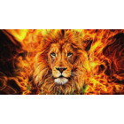 deimantinės mozaikos rinkinys 5d gyvūnai 50 x 65 cm