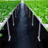 Juodas agroaudinys 140 g/m², 1,1 x 50 m, su uv apsauga
