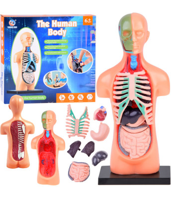 Edukacinis rinkinys - Žmogaus kūno anatomijos modelis su organais (11 dalių) ZA5200