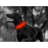 Šviečiantis LED antkaklis šunims ir katėms, reguliuojamas, raudonas, 59 cm