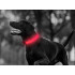 Šviečiantis LED antkaklis šunims ir katėms, rožinis, 59 cm