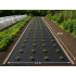 Juoda mulčiavimo agrotekstilė DIVODV, 50 g/m², 1,5 m x 30 m